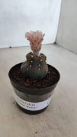 ASTROPHYTUM ASTERIAS “Purple”  Nº 975 – vaso 09 - Imagem 9