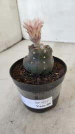 ASTROPHYTUM ASTERIAS “Purple”  Nº 975 – vaso 09 - Imagem 8