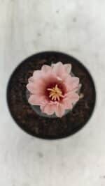 ASTROPHYTUM ASTERIAS “Purple”  Nº 975 – vaso 09 - Imagem 3