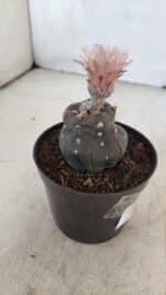 ASTROPHYTUM ASTERIAS “Purple”  Nº 975 – vaso 09 - Imagem 6