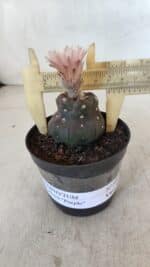 ASTROPHYTUM ASTERIAS “Purple”  Nº 975 – vaso 09