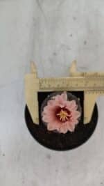 ASTROPHYTUM ASTERIAS “Purple”  Nº 975 – vaso 09 - Imagem 5