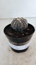 ASTROPHYTUM ASTERIAS “Purple”  Nº 976 – vaso 09 - Imagem 2