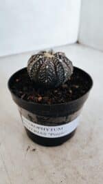 ASTROPHYTUM ASTERIAS “Purple”  Nº 976 – vaso 09 - Imagem 9