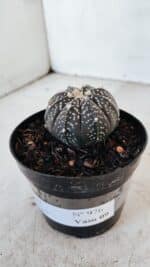 ASTROPHYTUM ASTERIAS “Purple”  Nº 976 – vaso 09 - Imagem 8