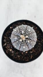 ASTROPHYTUM ASTERIAS “Purple”  Nº 976 – vaso 09 - Imagem 3