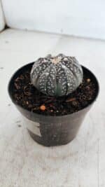 ASTROPHYTUM ASTERIAS “Purple”  Nº 976 – vaso 09 - Imagem 7