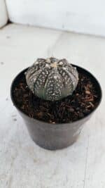 ASTROPHYTUM ASTERIAS “Purple”  Nº 976 – vaso 09 - Imagem 6