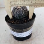 ASTROPHYTUM ASTERIAS “Purple”  Nº 976 – vaso 09