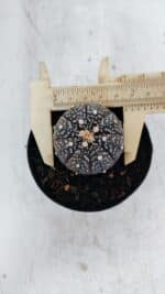 ASTROPHYTUM ASTERIAS “Purple”  Nº 976 – vaso 09 - Imagem 5