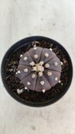 ASTROPHYTUM ASTERIAS “Purple”  Nº 977 – vaso 09 - Imagem 10