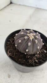 ASTROPHYTUM ASTERIAS “Purple”  Nº 977 – vaso 09 - Imagem 8
