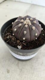 ASTROPHYTUM ASTERIAS “Purple”  Nº 977 – vaso 09 - Imagem 7