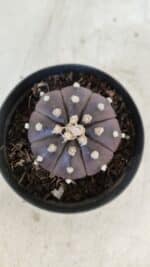 ASTROPHYTUM ASTERIAS “Purple”  Nº 977 – vaso 09 - Imagem 3