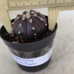 ASTROPHYTUM ASTERIAS “Purple”  Nº 977 – vaso 09