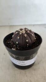 ASTROPHYTUM ASTERIAS “Purple”  Nº 977 – vaso 09 - Imagem 6