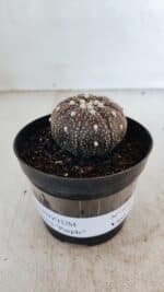ASTROPHYTUM ASTERIAS “Purple”  Nº 978 – vaso 09 - Imagem 2