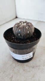 ASTROPHYTUM ASTERIAS “Purple”  Nº 978 – vaso 09 - Imagem 7