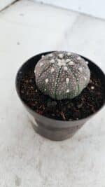 ASTROPHYTUM ASTERIAS “Purple”  Nº 978 – vaso 09 - Imagem 6
