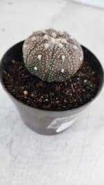ASTROPHYTUM ASTERIAS “Purple”  Nº 978 – vaso 09 - Imagem 5
