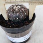 ASTROPHYTUM ASTERIAS “Purple”  Nº 978 – vaso 09