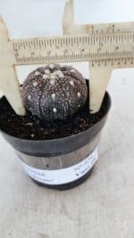 ASTROPHYTUM ASTERIAS “Purple”  Nº 978 – vaso 09