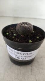 ASTROPHYTUM ASTERIAS  “Purple” KIKKO  Nº 911 – vaso 09 - Imagem 2