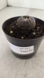 ASTROPHYTUM ASTERIAS  “Purple” KIKKO  Nº 911 – vaso 09 - Imagem 10