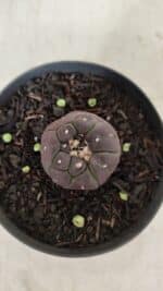 ASTROPHYTUM ASTERIAS  “Purple” KIKKO  Nº 911 – vaso 09 - Imagem 9