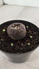 ASTROPHYTUM ASTERIAS  “Purple” KIKKO  Nº 911 – vaso 09 - Imagem 8