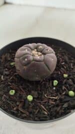 ASTROPHYTUM ASTERIAS  “Purple” KIKKO  Nº 911 – vaso 09 - Imagem 6