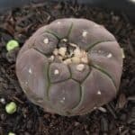 ASTROPHYTUM ASTERIAS  “Purple” KIKKO  Nº 911 – vaso 09