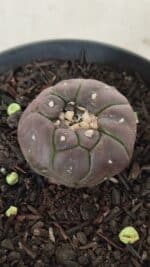 ASTROPHYTUM ASTERIAS  “Purple” KIKKO  Nº 911 – vaso 09