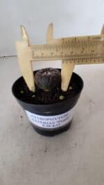 ASTROPHYTUM ASTERIAS  “Purple” KIKKO  Nº 911 – vaso 09 - Imagem 4