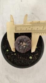 ASTROPHYTUM ASTERIAS  “Purple” KIKKO  Nº 911 – vaso 09 - Imagem 5