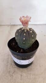 ASTROPHYTUM ASTERIAS “Purple”  Nº 935 – vaso 09 - Imagem 2