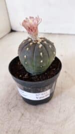 ASTROPHYTUM ASTERIAS “Purple”  Nº 935 – vaso 09 - Imagem 7