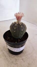 ASTROPHYTUM ASTERIAS “Purple”  Nº 935 – vaso 09 - Imagem 6