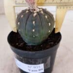 ASTROPHYTUM ASTERIAS “Purple”  Nº 935 – vaso 09
