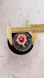 ASTROPHYTUM ASTERIAS “Purple”  Nº 935 – vaso 09 - Imagem 5