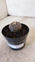 ASTROPHYTUM ASTERIAS “Purple”  Nº 936 – vaso 09 - Imagem 8