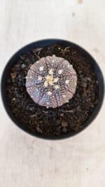 ASTROPHYTUM ASTERIAS “Purple”  Nº 936 – vaso 09 - Imagem 3