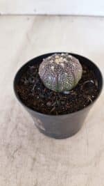 ASTROPHYTUM ASTERIAS “Purple”  Nº 936 – vaso 09 - Imagem 7