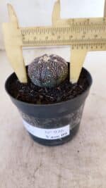 ASTROPHYTUM ASTERIAS “Purple”  Nº 936 – vaso 09 - Imagem 4