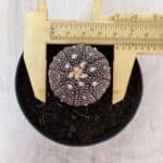 ASTROPHYTUM ASTERIAS “Purple”  Nº 936 – vaso 09