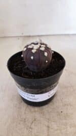 ASTROPHYTUM ASTERIAS “Purple”  Nº 937 – vaso 09 - Imagem 2