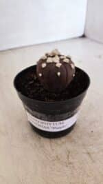 ASTROPHYTUM ASTERIAS “Purple”  Nº 937 – vaso 09 - Imagem 7