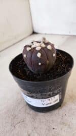 ASTROPHYTUM ASTERIAS “Purple”  Nº 937 – vaso 09 - Imagem 6