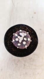 ASTROPHYTUM ASTERIAS “Purple”  Nº 937 – vaso 09 - Imagem 3