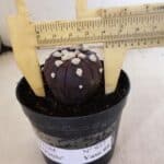 ASTROPHYTUM ASTERIAS “Purple”  Nº 937 – vaso 09